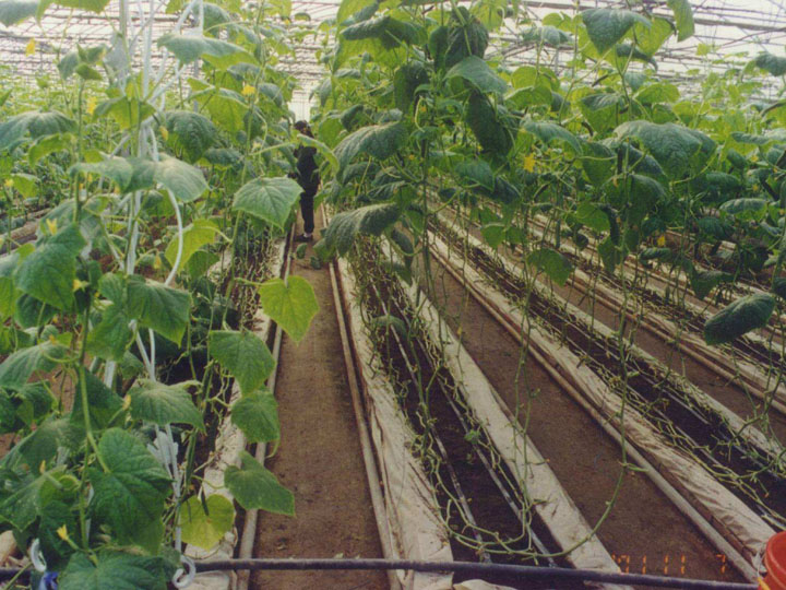 节水灌溉：蔬菜大棚应用